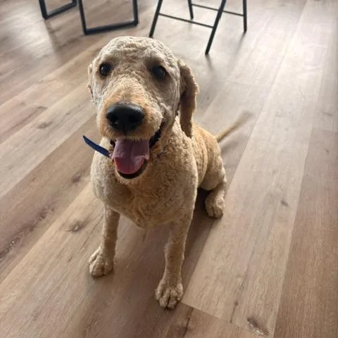 Maverick thumbnail 2