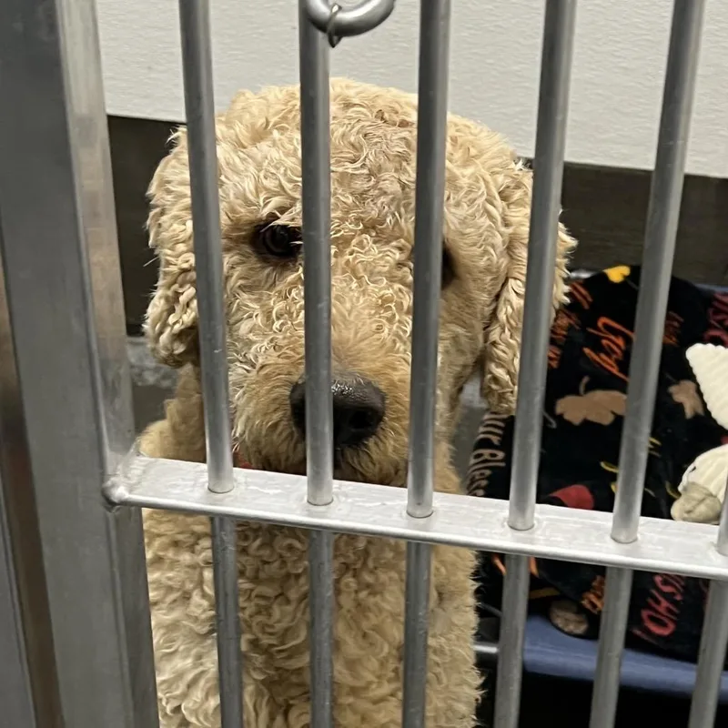 Maverick thumbnail 4