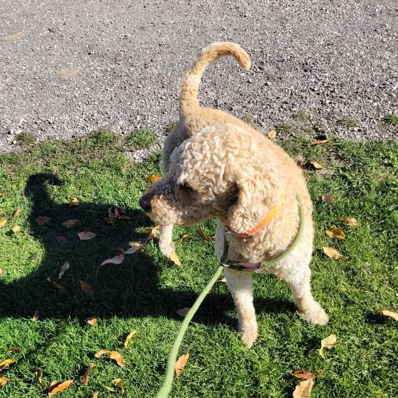 Maverick thumbnail 5