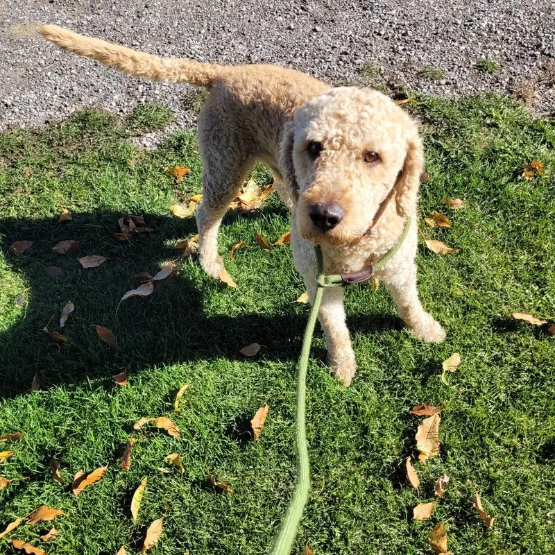 Maverick thumbnail 6