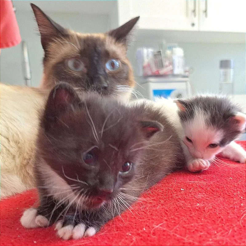 A baby small-sized male Domestic Short Hair cat named Moon for adoption in Cumming, GA
