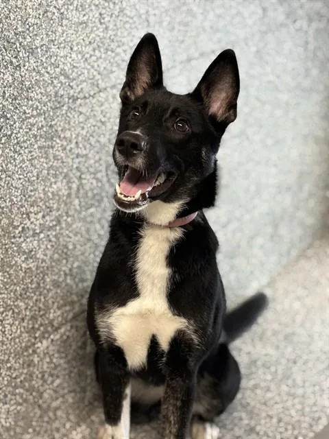 A young medium-sized female German Shepherd Dog dog named Paisley for adoption in Westminster, MD