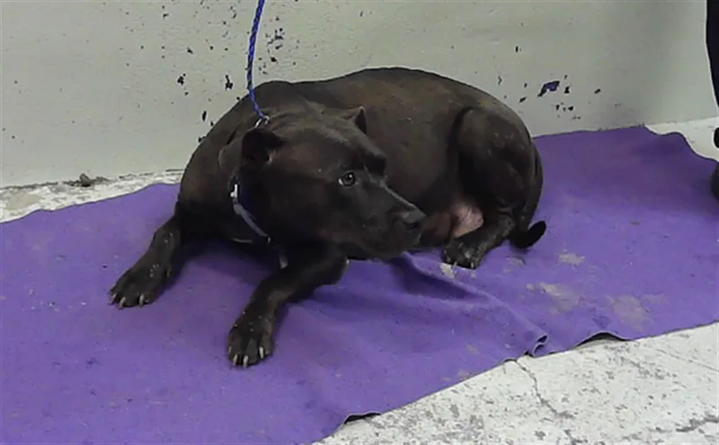 An adult medium-sized female Staffordshire Bull Terrier dog named Gloria for adoption in Houston, TX