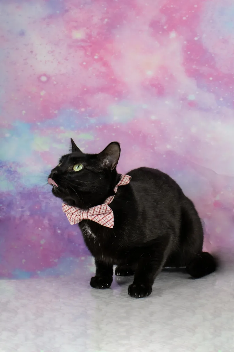 A young medium-sized male Black Bombay cat named Rascal for adoption in Tuscaloosa, AL