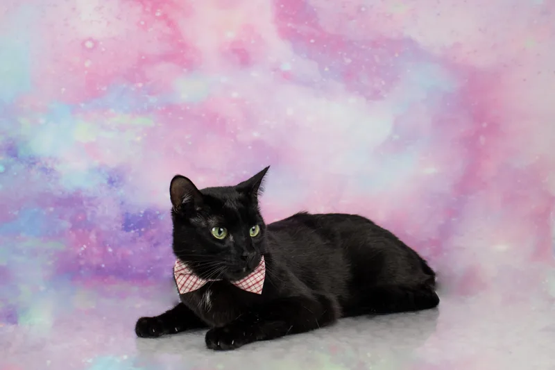 Rascal thumbnail 4