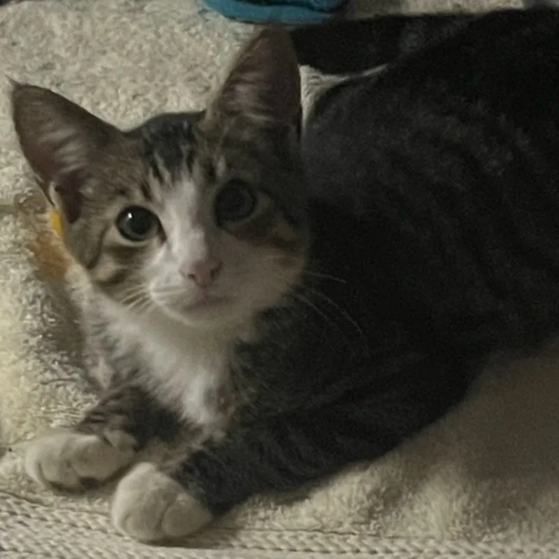 A young medium-sized female Tabby (Gray / Blue / Silver) Domestic Short Hair cat named Annabelle for adoption in Lauderhill, FL