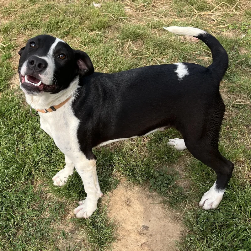 A baby extra large-sized male Harlequin Mastiff dog named Bernie for adoption in McKenzie, TN