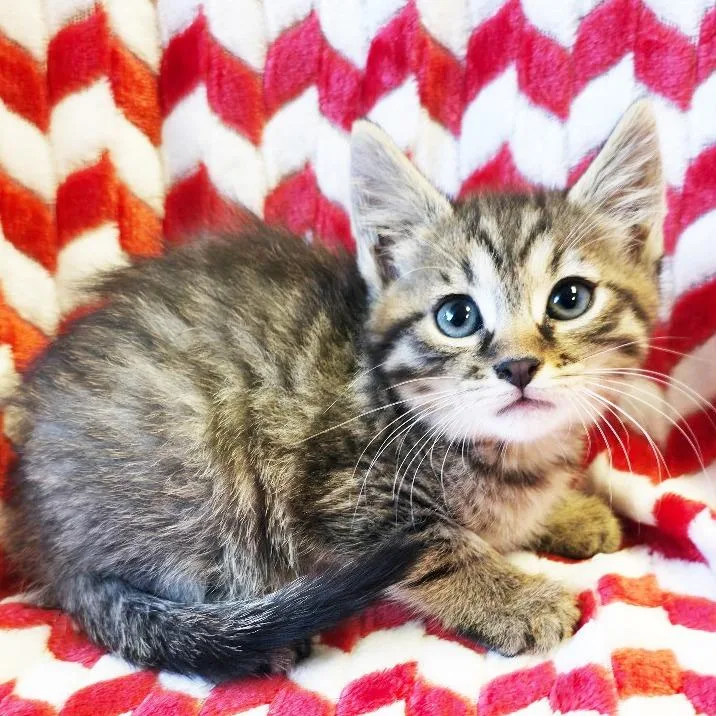 A baby small-sized male Brown / Chocolate Domestic Short Hair cat named Indigo for adoption in Mount Juliet, TN