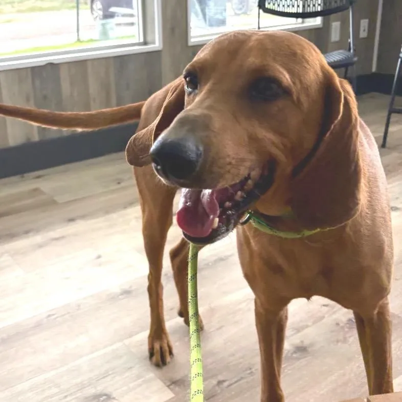 An adult large-sized male Brown / Chocolate Coonhound dog named Scar for adoption in Idaho Falls, ID
