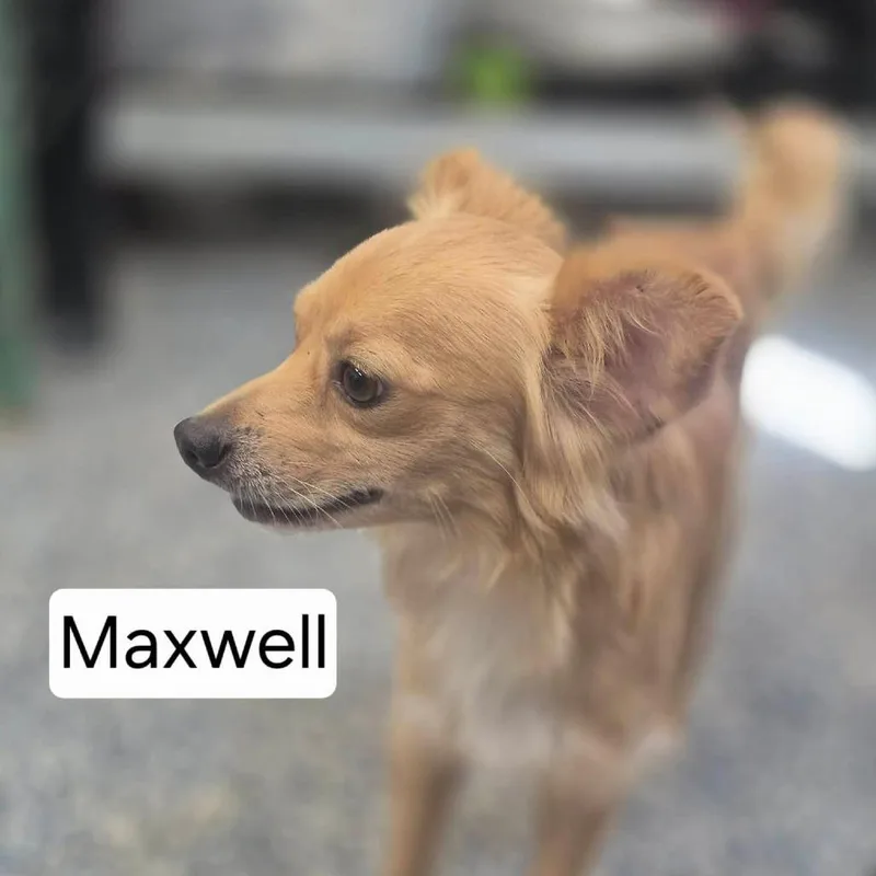 An adult small-sized male Yellow / Tan / Blond / Fawn Chihuahua dog named Maxwell for adoption in Dover, AR