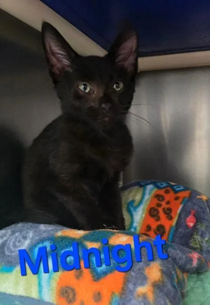 A young medium-sized female Black Domestic Short Hair cat named Midnight for adoption in Sullivan, IN