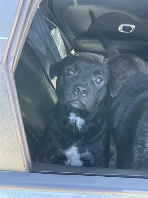 An adult medium-sized male Labrador Retriever dog named Loki for adoption in Fort Lauderdale, FL