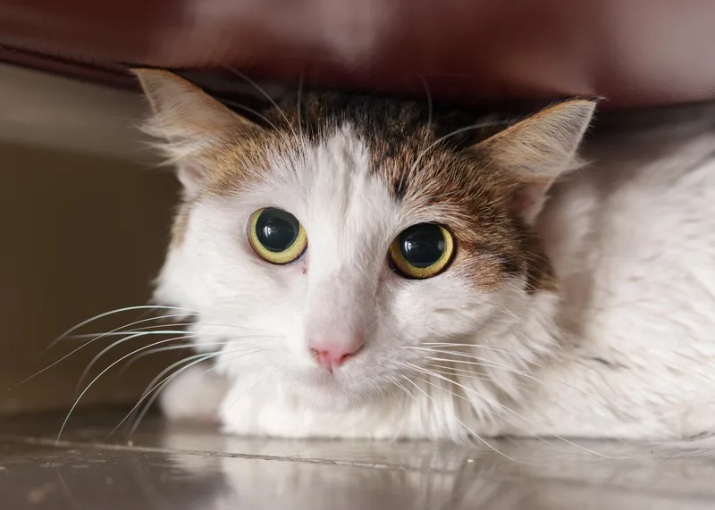 An adult medium-sized female Domestic Long Hair cat named Sarah for adoption in Boise, ID