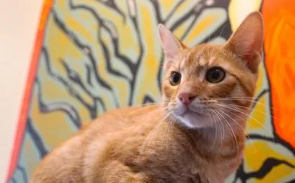 An adult medium-sized male Domestic Short Hair cat named Anaheim for adoption in New Orleans, LA