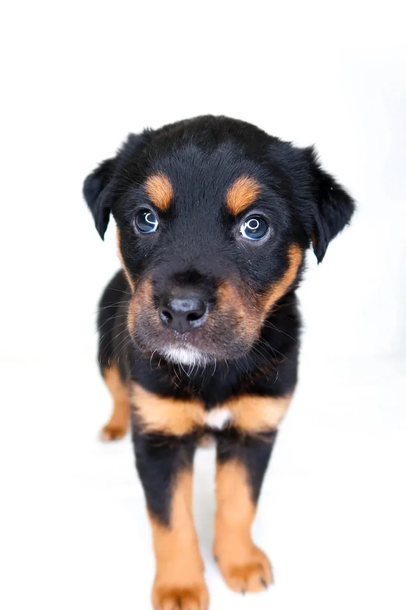 A baby medium-sized female Tricolor (Brown, Black, & White) Rottweiler dog named Rolo for adoption in Bixby, OK