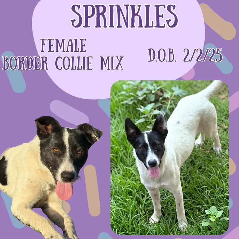 A young medium-sized female Black Border Collie dog named Sprinkles for adoption in Caldwell, TX