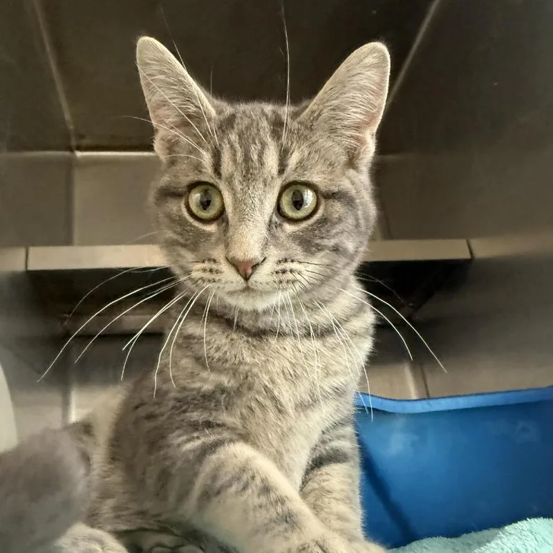 A baby small-sized male Brown / Chocolate Domestic Short Hair cat named Pal for adoption in West Olive, MI