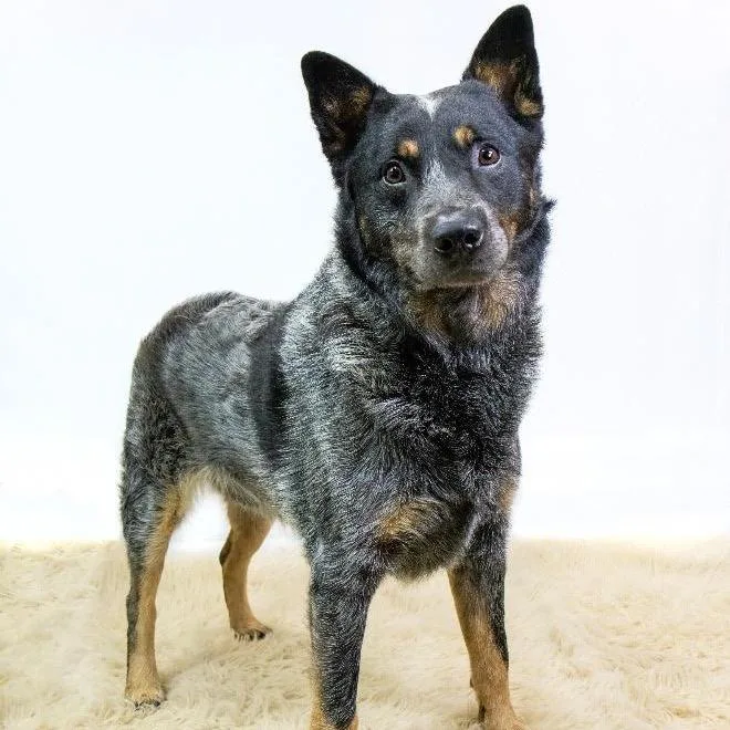 An adult medium-sized male Gray / Blue / Silver Australian Cattle Dog / Blue Heeler dog named Deogee for adoption in Northbrook, IL