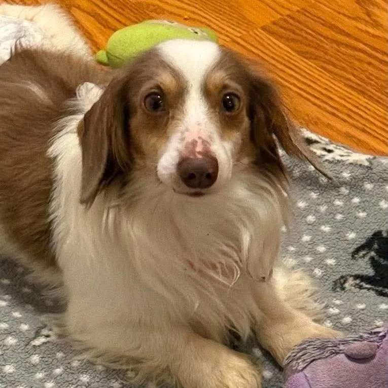 An adult small-sized male White / Cream Dachshund dog named Stanley for adoption in Fredericksburg, VA