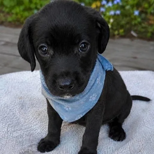 A baby medium-sized male Black Mixed Breed dog named Coal for adoption in Buffalo, MN