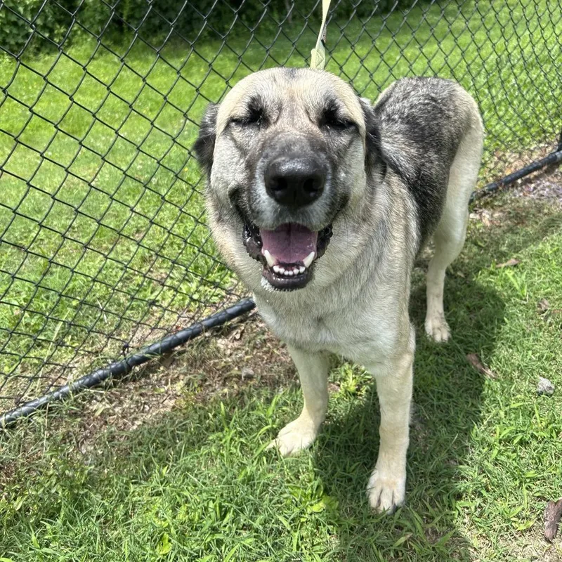 An adult large-sized female Black Shepherd dog named Pumpkin for adoption in Cabot, AR