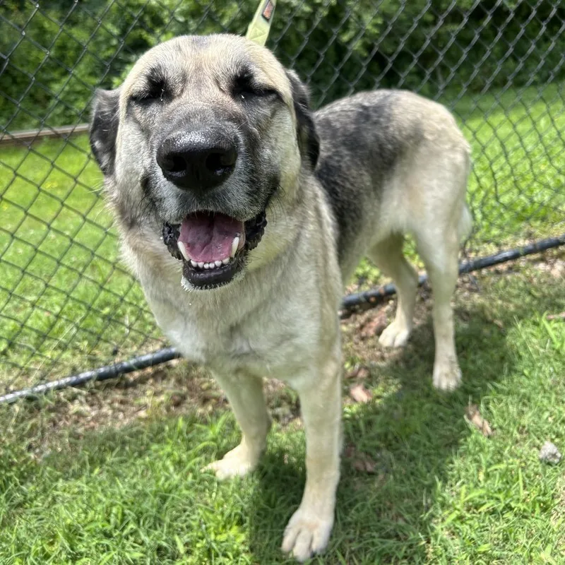 Pumpkin thumbnail 2