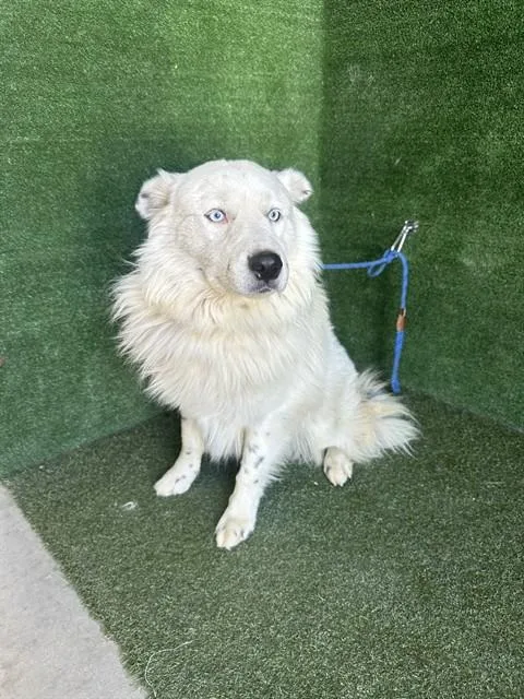 An adult large-sized male Australian Shepherd dog named Azul for adoption in Lancaster, CA