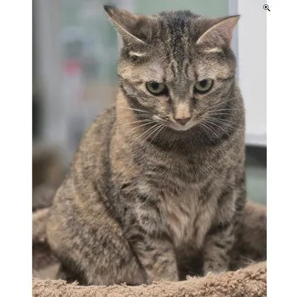 An adult medium-sized female Domestic Short Hair cat named Mia for adoption in Hudson, MA