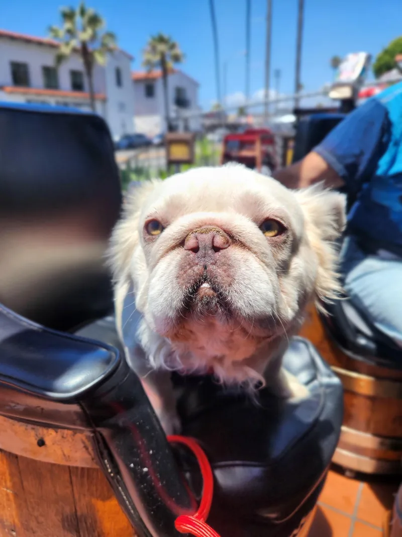 An adult medium-sized male Apricot / Beige French Bulldog dog named Gizmo for adoption in Anchorage, AK