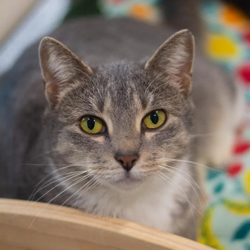 Gracie Girl thumbnail 2