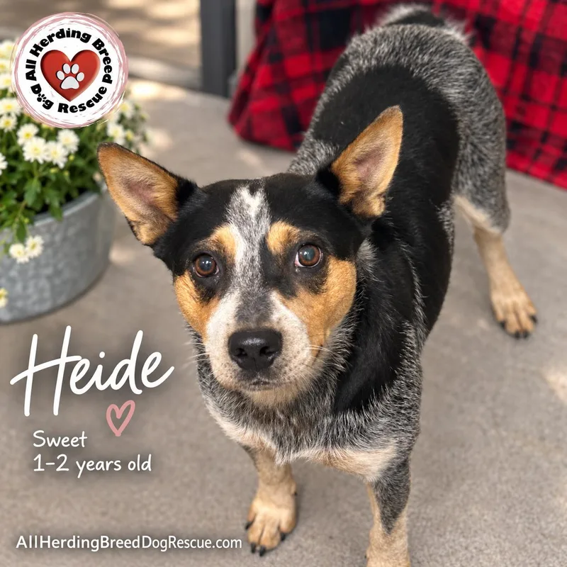 A young medium-sized female Cattle Dog dog named Heidi for adoption in Joliet, IL