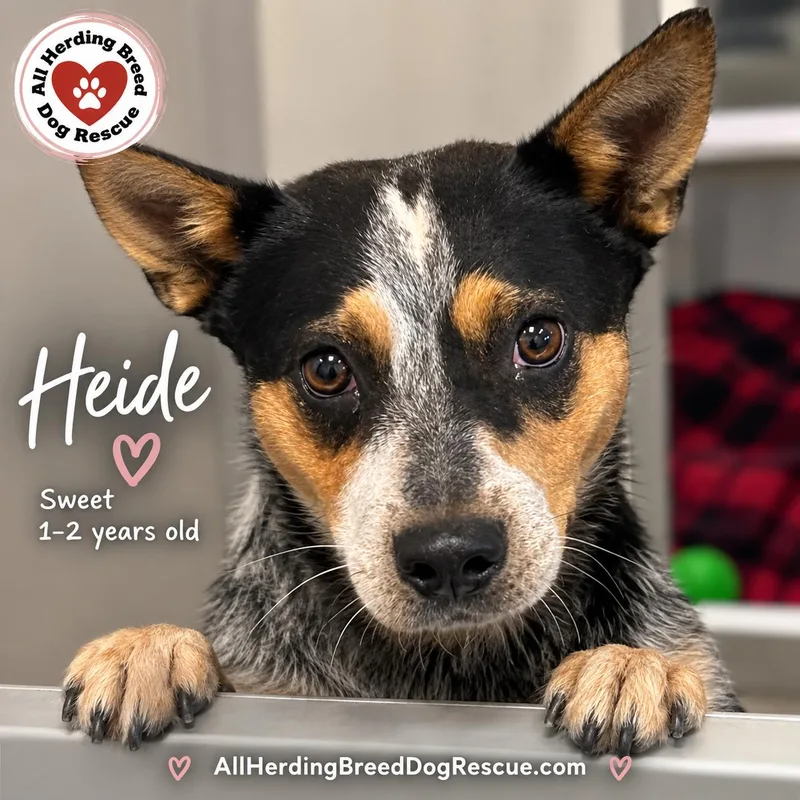 Heidi thumbnail 2