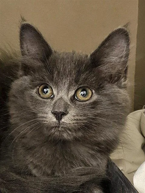 A baby medium-sized female Gray / Blue / Silver Domestic Long Hair cat named Cider for adoption in Clyde, NC