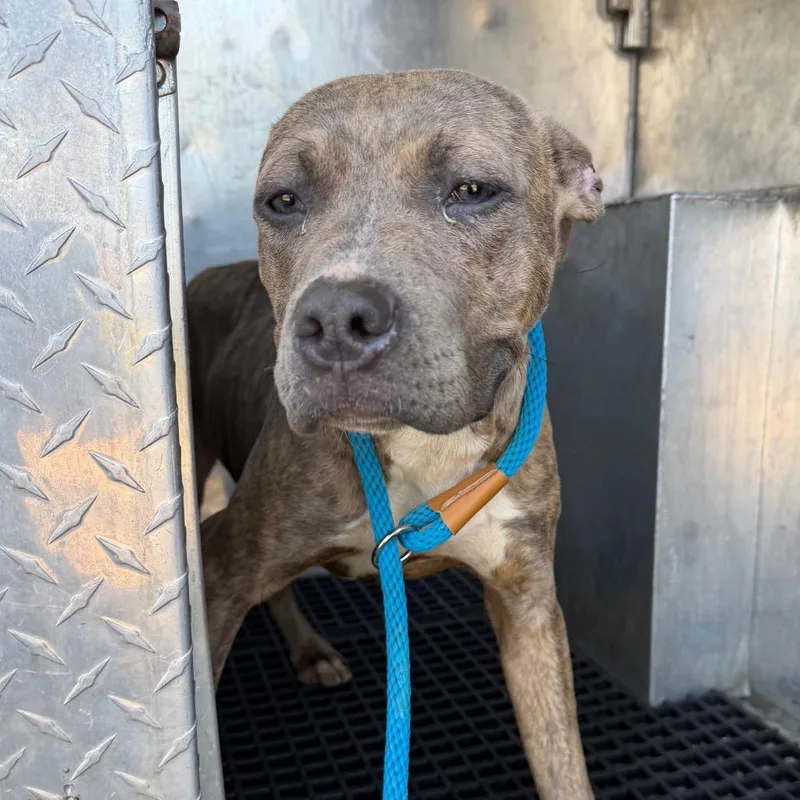 A young medium-sized female Brindle Pit Bull Terrier dog named Tina for adoption in Birmingham, AL