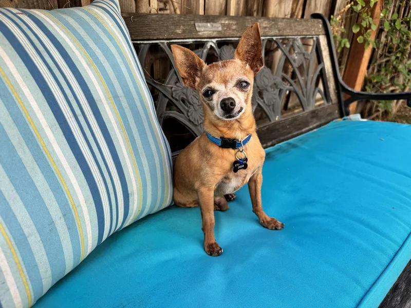 A senior small-sized male Chihuahua dog named Buddy Boy for adoption in Santa Clara, CA