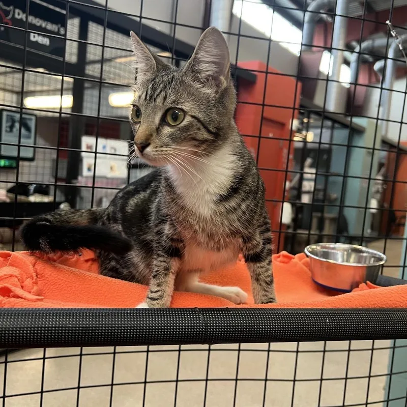 A young medium-sized female Brown / Chocolate Domestic Short Hair cat named Brianna for adoption in Sarasota, FL