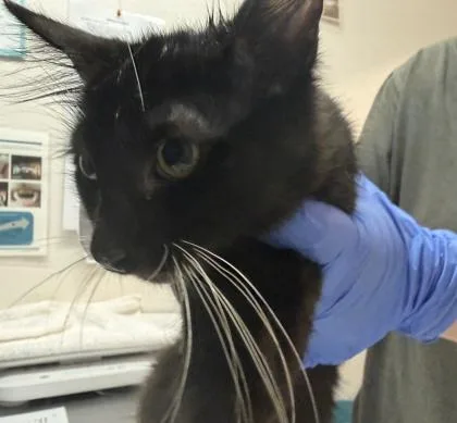A baby small-sized male Domestic Short Hair cat named Baku for adoption in Sacramento, CA