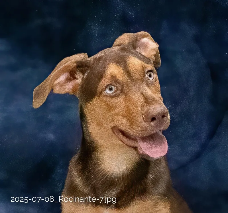 A young medium-sized male Brown / Chocolate Australian Shepherd dog named Rocinate for adoption in Tomball, TX