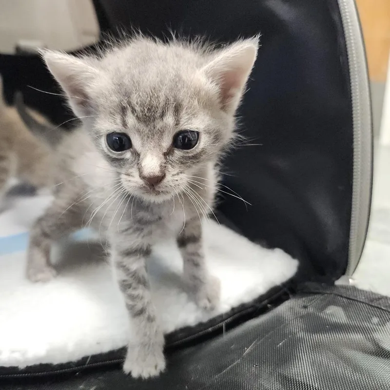 A baby small-sized female Gray / Blue / Silver Domestic Short Hair cat named Bonnie for adoption in Clearwater, FL