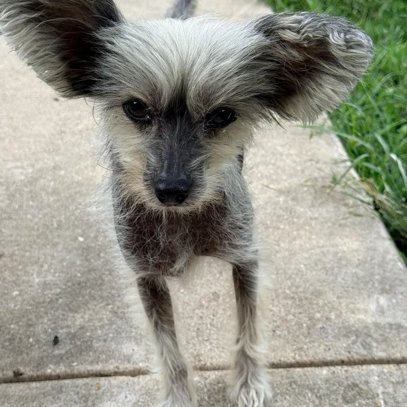 A senior small-sized male Brown / Chocolate Chinese Crested Dog dog named Gizmo for adoption in Houston, TX