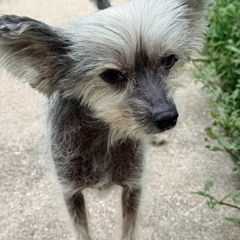 Gizmo thumbnail 2