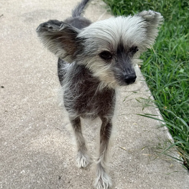 Gizmo thumbnail 4