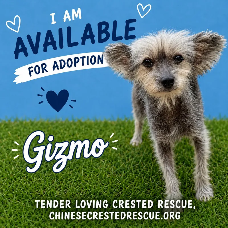 Gizmo thumbnail 5