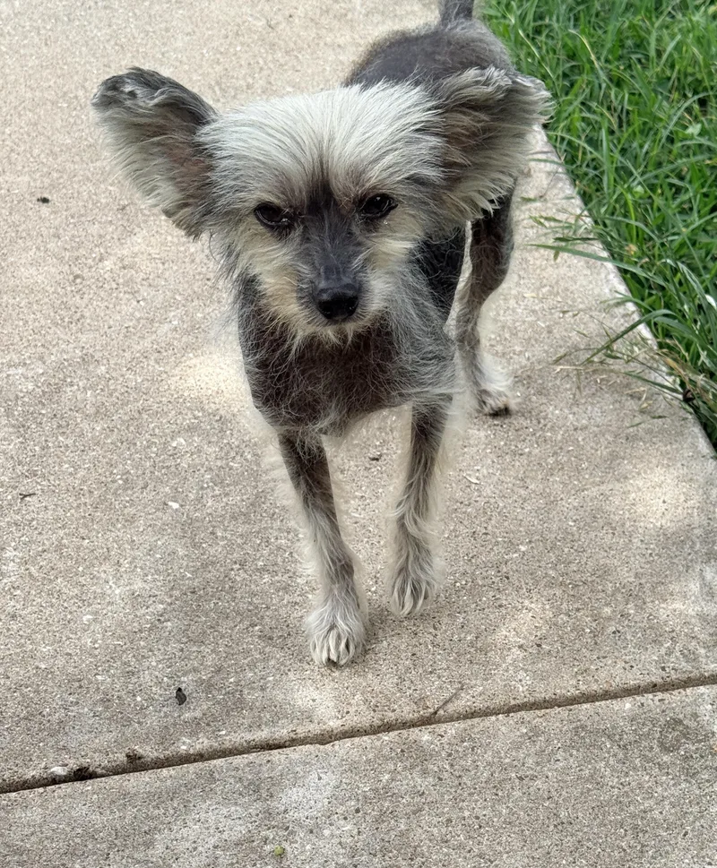 Gizmo thumbnail 6