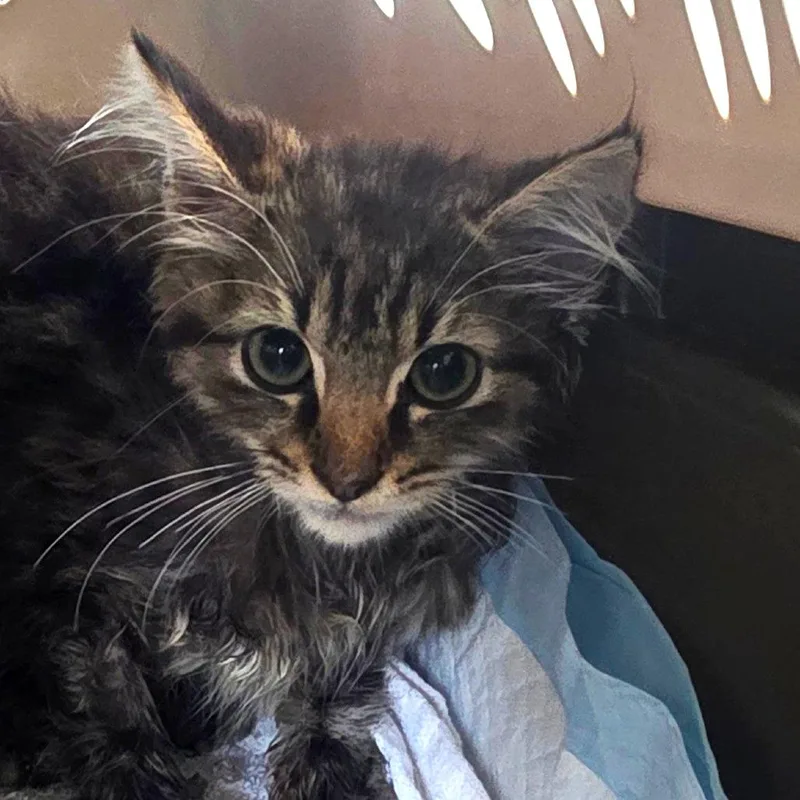 A baby small-sized male Domestic Medium Hair cat named Damon for adoption in Chapel Hill, NC