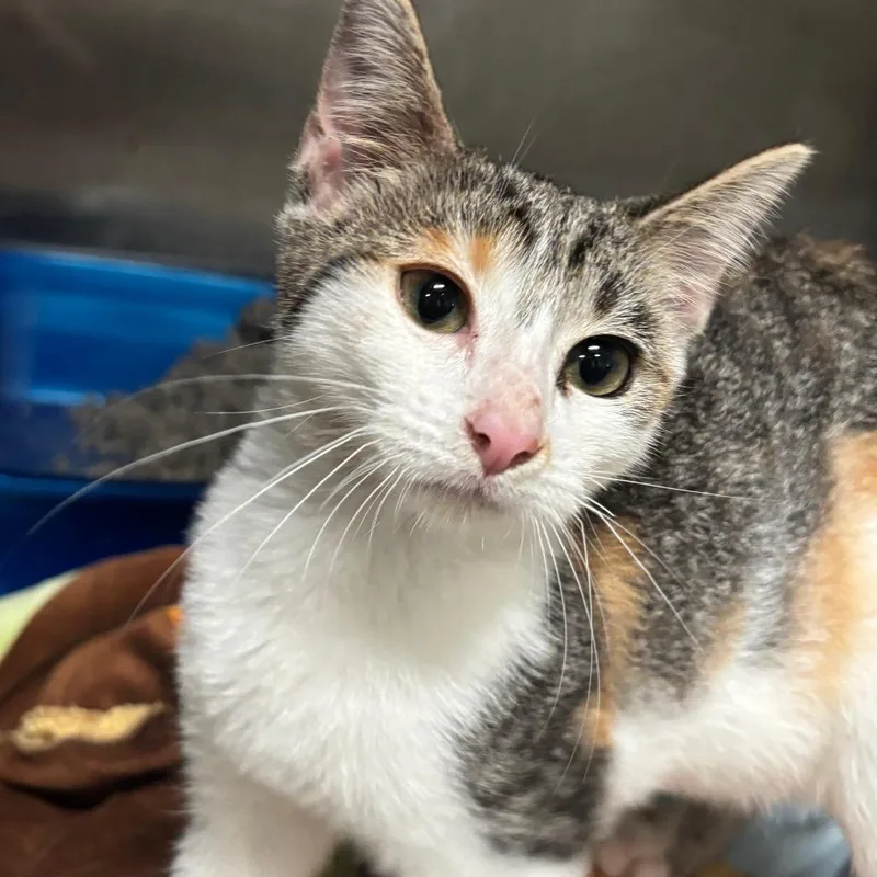 A baby medium-sized female Calico Domestic Short Hair cat named Coraline C for adoption in Napoleon, OH