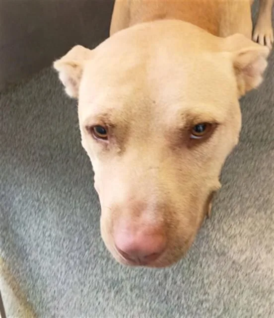 An adult large-sized male Mixed Breed dog named Special K for adoption in Dallas, TX