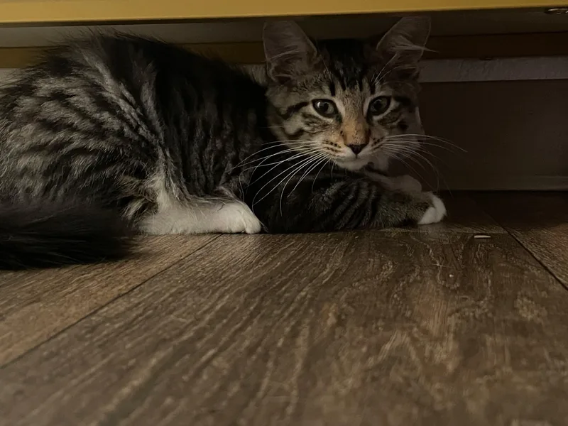 Biscuit