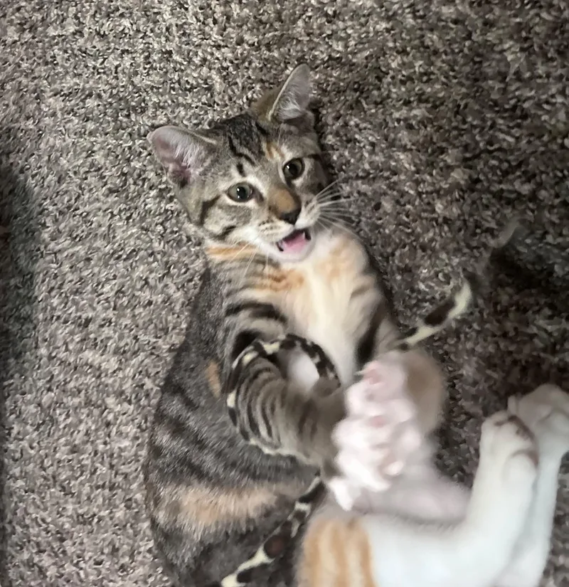 Biscuit thumbnail 2