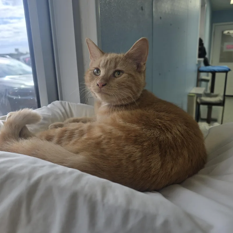 A young medium-sized male Orange / Red Domestic Short Hair cat named Jason for adoption in Farmington, MO